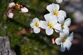 Alla ricerca dei resori floreali del Monte Zucco il 25 aprile 2010 - FOTOGALLERY